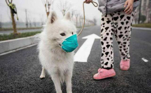 ¿SASR-Cov-2 esténdese ás mascotas?